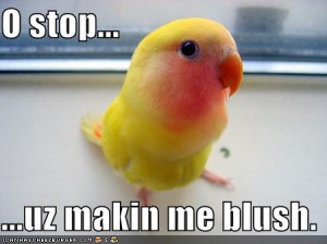 Funny parrot bird 3.jpgyuyuy